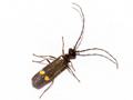 Malthodes marginatus